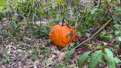 Owner Financed Hunting and Recreational Land in Missouri and Arkansas