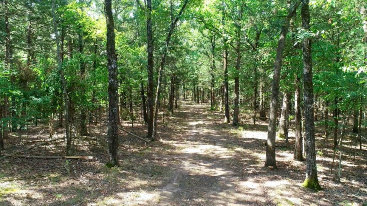 Facing south on the easement road with the property on the left.