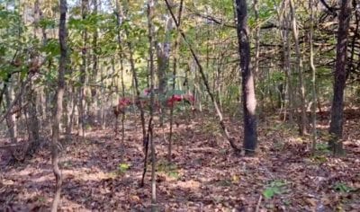 Owner Financed Hunting and Recreational Land in Missouri and Arkansas