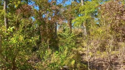 Owner Financed Hunting and Recreational Land in Missouri and Arkansas