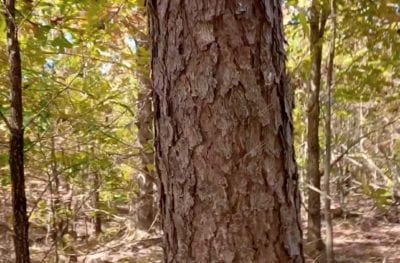 Owner Financed Hunting and Recreational Land in Missouri and Arkansas