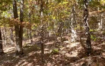 Owner Financed Hunting and Recreational Land in Missouri and Arkansas