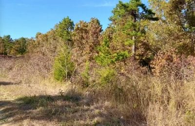 Owner Financed Hunting and Recreational Land in Missouri and Arkansas