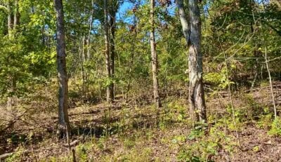Owner Financed Hunting and Recreational Land in Missouri and Arkansas