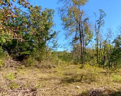 Owner Financed Hunting and Recreational Land in Missouri and Arkansas