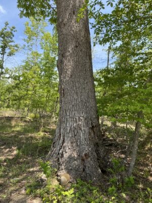 Owner Financed Hunting and Recreational Land in Missouri and Arkansas