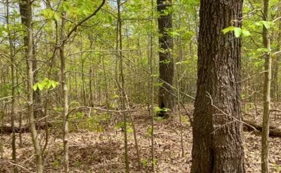 Owner Financed Hunting and Recreational Land in Missouri and Arkansas