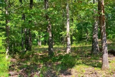 Owner Financed Hunting and Recreational Land in Missouri and Arkansas