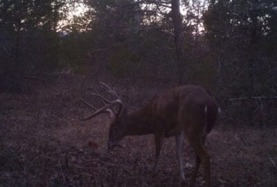 Owner Financed Hunting and Recreational Land in Missouri and Arkansas