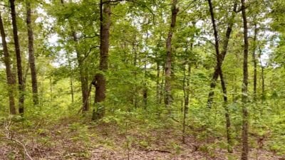 Owner Financed Hunting and Recreational Land in Missouri and Arkansas