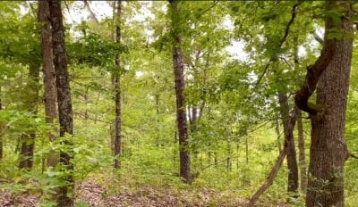 Owner Financed Hunting and Recreational Land in Missouri and Arkansas