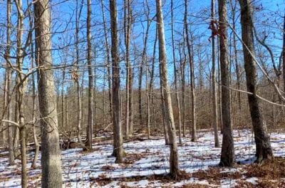 Owner Financed Hunting and Recreational Land in Missouri and Arkansas