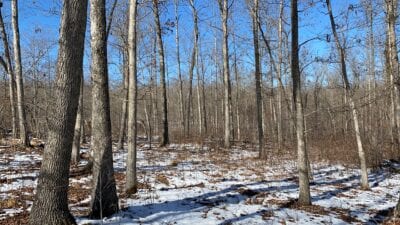 Owner Financed Hunting and Recreational Land in Missouri and Arkansas