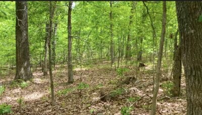 Owner Financed Hunting and Recreational Land in Missouri and Arkansas