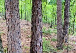 Owner Financed Hunting and Recreational Land in Missouri and Arkansas