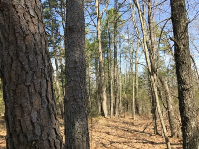 Owner Financed Hunting and Recreational Land in Missouri and Arkansas