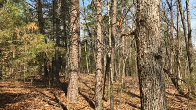 Owner Financed Hunting and Recreational Land in Missouri and Arkansas