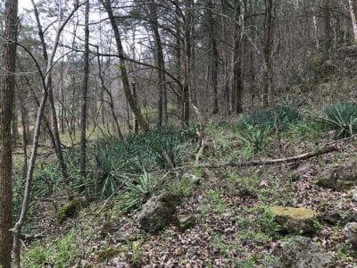 Owner Financed Hunting and Recreational Land in Missouri and Arkansas