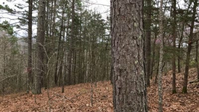 Owner Financed Hunting and Recreational Land in Missouri and Arkansas