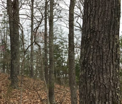 Owner Financed Hunting and Recreational Land in Missouri and Arkansas