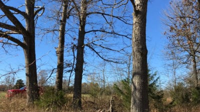 Owner Financed Hunting and Recreational Land in Missouri and Arkansas