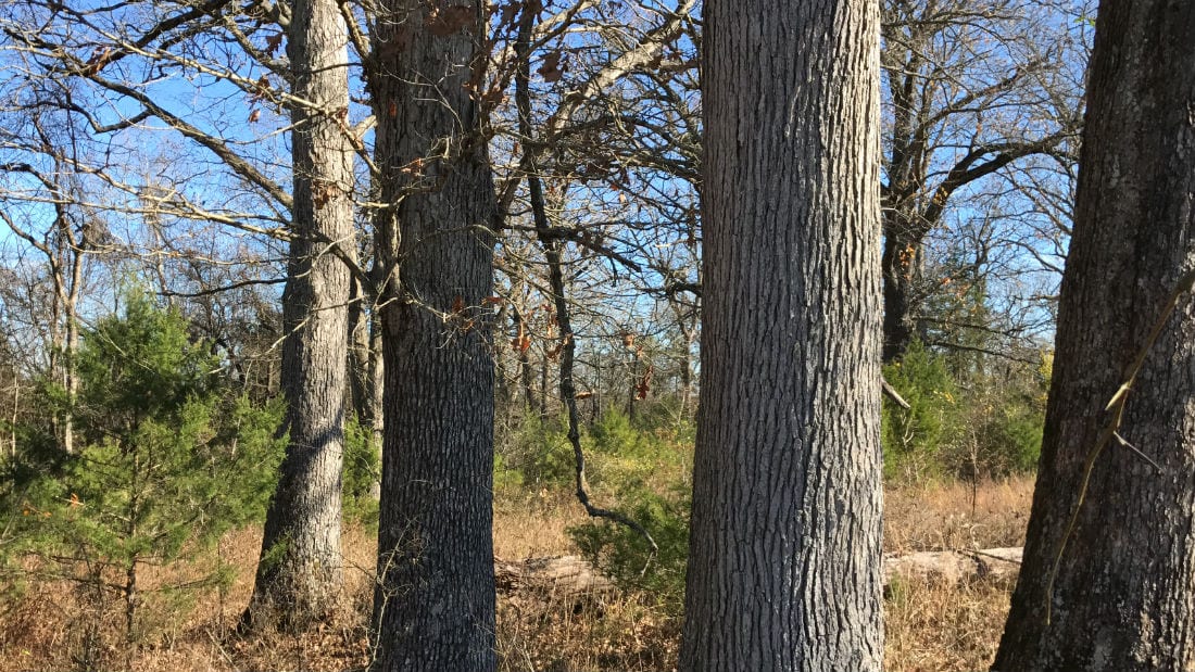 Timber on property