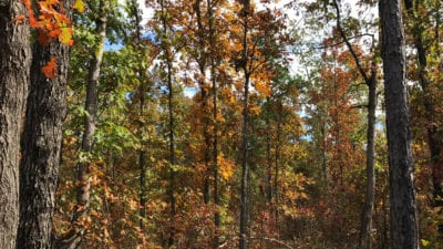 Owner Financed Hunting and Recreational Land in Missouri and Arkansas