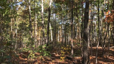 Owner Financed Hunting and Recreational Land in Missouri and Arkansas