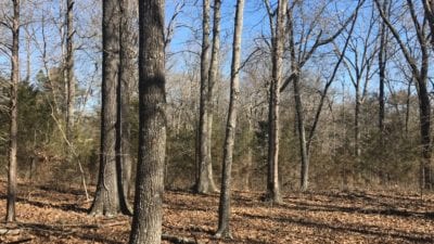 Owner Financed Hunting and Recreational Land in Missouri and Arkansas