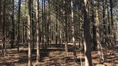 Owner Financed Hunting and Recreational Land in Missouri and Arkansas